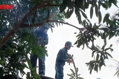 [Video] Đà Nẵng chủ động giúp dân phòng chống bão số 13 