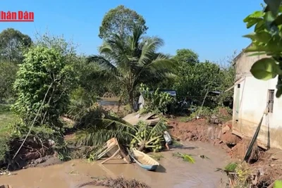 [Video] Khắc phục kịp thời sạt lở cồn Thanh Long, Vĩnh Long 