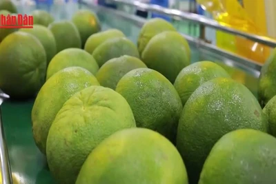 [Video] Xuất khẩu nông sản hướng tới những kỷ lục mới