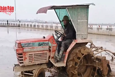 [Video] Hà Nội: Nông dân rộn ràng xuống đồng đầu xuân