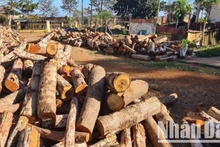 Tang vật vụ khai thác rừng trái phép bị lực lượng chức năng thu giữ, xử lý.
