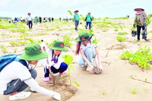 Khách du lịch trồng cây tại khu vực ven biển xã Thạnh Phong (huyện Thạnh Phú, tỉnh Bến Tre).