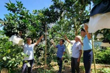Tổ dân cư sinh thái số 1 thôn Cửa Lĩnh, xã Đức Lĩnh, huyện Vụ Quang, tỉnh Hà Tĩnh “nâng chất” các tiêu chí nông thôn mới.