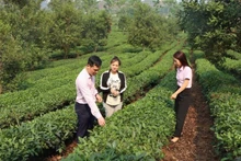 Cán bộ tín dụng chính sách ở Sơn La thường xuyên bám địa bàn hướng dẫn bà con sử dụng vốn hiệu quả.