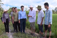 Tổ khuyến nông cộng đồng tư vấn kỹ thuật sản xuất lúa cho nông dân.