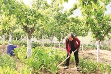 Chị Trương Thị Sến chăm sóc vườn rau dưới tán cây ăn quả.