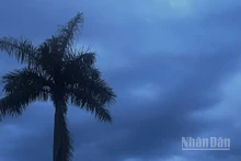 Dự báo Bắc Bộ có mưa rào và dông, có nơi mưa rất to. (Ảnh minh họa: Đ.T)