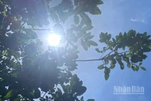 Dự báo Đô Lương, Nghệ An, nhiệt độ lên tới 38,1 độ C. (Ảnh minh họa: Đ.T)