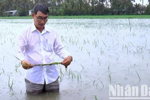 Ngành chức năng huyện Trần Văn Thời, tỉnh Cà Mau kiểm tra lúa hè thu bị ngập.