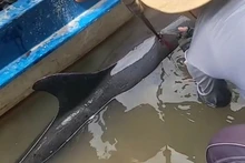Cảnh người dân giải cứu cá heo bị thương đi lạc (ảnh cắt từ clip).