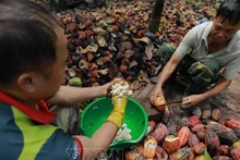 Nông dân thu hoạch ca-cao ở xã Ea Kna, huyện Krông Ana, Đắk Lắk. (Ảnh: Vũ Sinh/TTXVN)