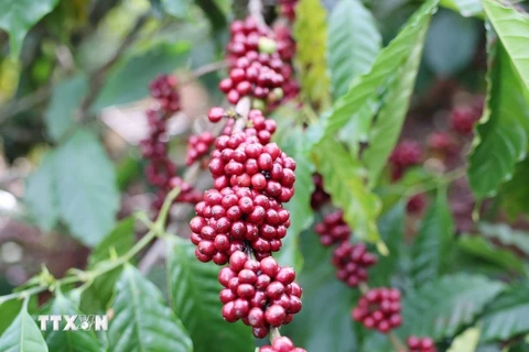 Nguồn cung cà-phê toàn cầu đang chịu áp lực ngày càng lớn. (Ảnh: Hoài Thu/TTXVN)