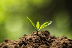 Chuyện những hạt giống “bất tử” kiến tạo nền học thuật toàn cầu