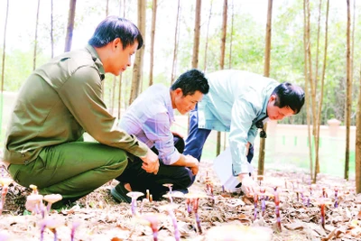 Người dân chăm sóc vườn nấm linh chi đỏ.