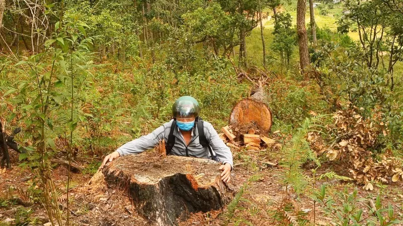 Hiện trường hàng chục cây thông cổ thụ bị cưa hạ ở Lâm Đồng.