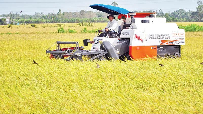 Thu hoạch lúa ST25, giống lúa cho gạo ngon nhất thế giới, theo mô hình canh tác xanh tại tỉnh Sóc Trăng. (Ảnh Nguyễn Phong)