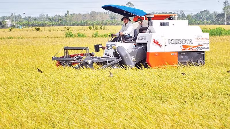 Thu hoạch lúa ST25, giống lúa cho gạo ngon nhất thế giới, theo mô hình canh tác xanh tại tỉnh Sóc Trăng. (Ảnh Nguyễn Phong)