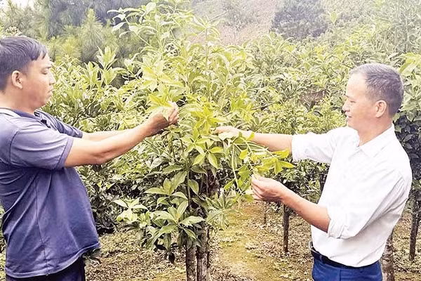 Cây hồi trở thành cây trồng chủ lực để xóa nghèo tại xã Đường Hồng.