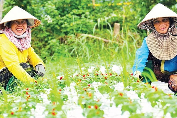 Người trồng hoa Tết ở xã Duy Xuyên, thành phố Đà Nẵng vào vụ Tết.