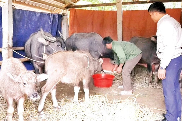 Ông Hà Thanh Toàn ở xã Mường Lát chăm sóc đàn trâu.