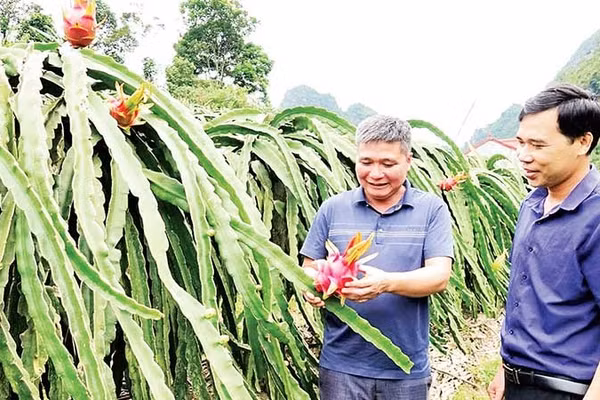 Nông dân phường Chiềng An phát triển mô hình thanh long ruột đỏ. (Ảnh NGUYỄN YẾN)