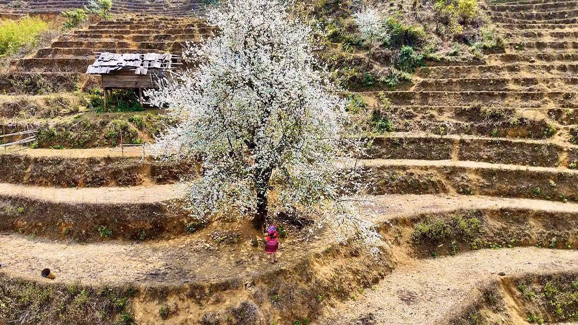 Những cây sơn tra (táo mèo) cổ thụ khi bung nở hoa đẹp như cổ tích. (Ảnh BÙI SỸ)
