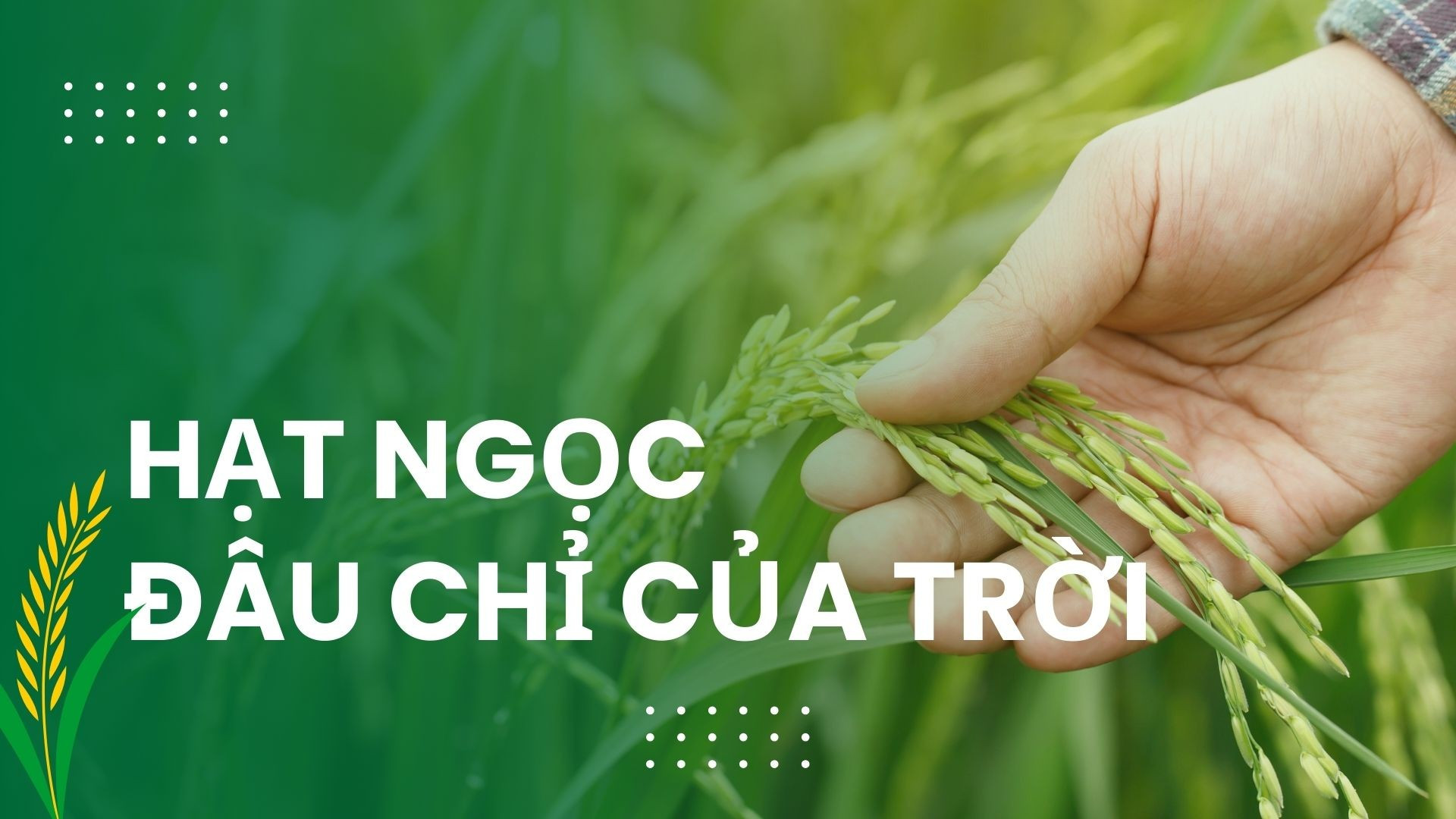 “Hạt ngọc” đâu chỉ của trời