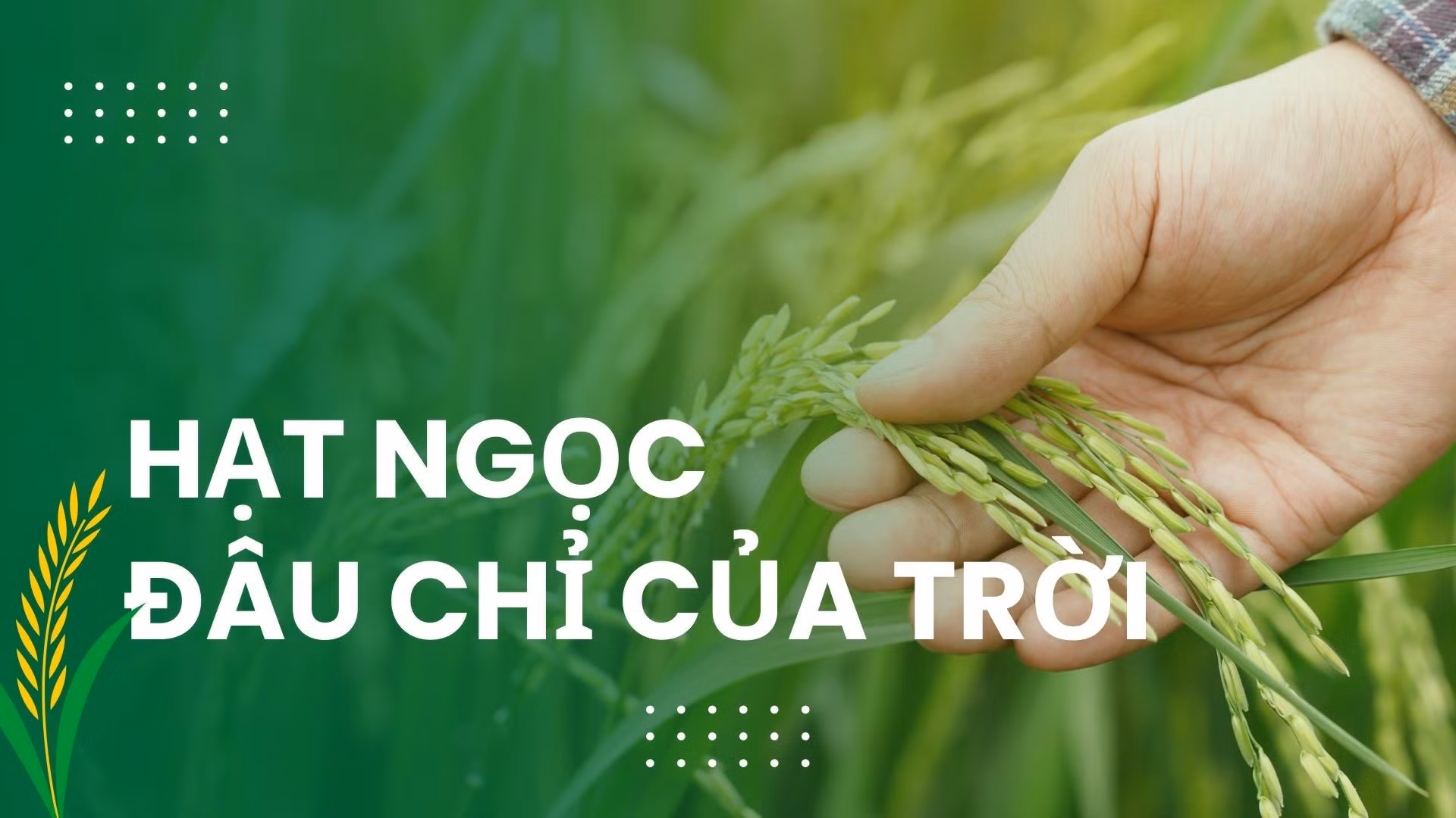 “Hạt ngọc” đâu chỉ của trời