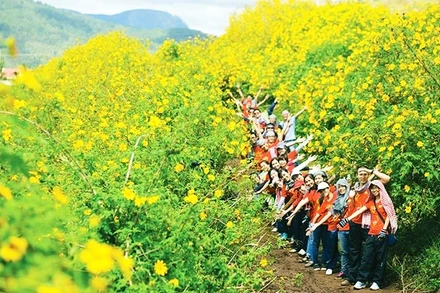 Mùa vàng rực rỡ ở Tây Nguyên