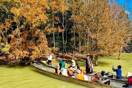 Mùa lá phong hương giữa đại ngàn