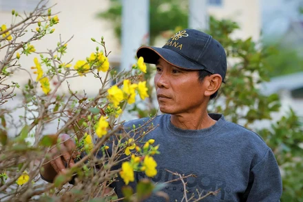 Những bông hoa nở sớm khiến người trồng mai ở phường An Nhơn Đông lo lắng. Ảnh: NGUYỄN GIA