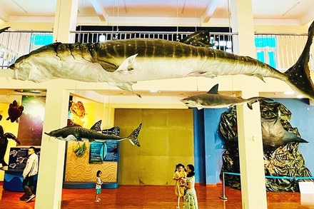 Viện Hải dương học Nha Trang là điểm đến được nhiều du khách lựa chọn.