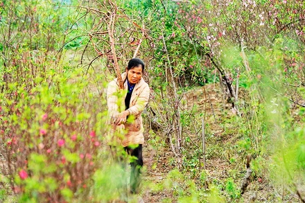 Xuân bãi bồi. Ảnh: NAM NGUYỄN