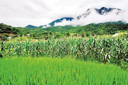 Mướt xanh vùng đất nhiều tiềm năng.