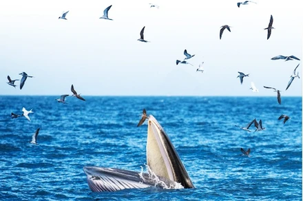 Cá voi Bryde sử dụng nhiều phương pháp kiếm ăn khác nhau như lướt trên mặt nước, lao xuống nước và tạo ra lưới bong bóng.