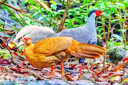 Vườn có rất nhiều loài động vật quý, trong đó có gà lôi trắng (tên khoa học là Lophura nycthemera), một loài thuộc họ trĩ, bộ gà, là loài động vật rừng nguy cấp, quý hiếm.