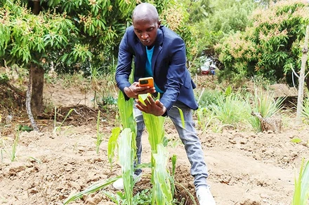 Nông dân Kenya đã biết ứng dụng công nghệ vào trồng trọt. Ảnh: THE GUARDIAN
