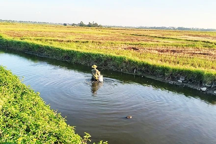 Mương thải đen kịt sát đồng lúa Hội An.
