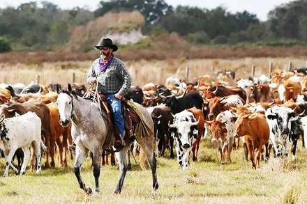 Hình ảnh cao bồi miền Tây nước Mỹ.