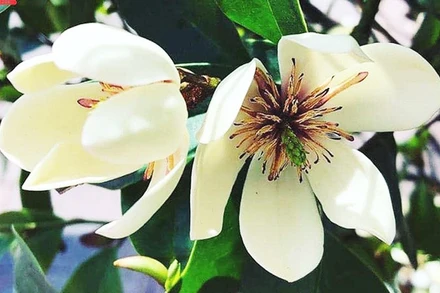 Mùi ký ức lan tiêu đã chín