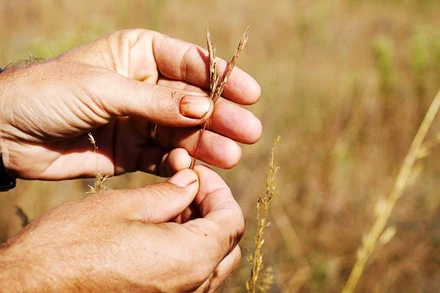 Cây Kernza đang phát triển trên các cánh đồng nghiên cứu. Ảnh: BEN MARTYNOGA