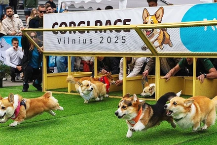 Cuộc thi dành cho chó Corgi