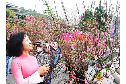 Ngày xuân ra phố mua cây