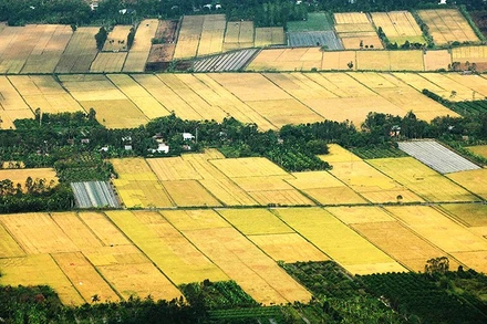 Đồng ruộng miền Tây vào mùa.