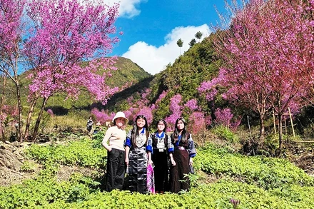 Khi rẻo cao thắm sắc tớ dày