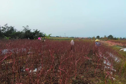 Phần lớn diện tích đào đã qua khâu tuốt lá. Ảnh: SƠN ĐOÀN