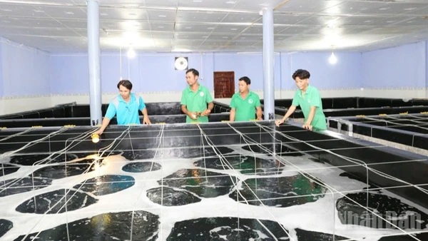 Bộ phận kỹ thuật của Công ty trách nhiệm hữu hạn Sản xuất giống thủy sản Tuấn Hà, xã Vĩnh Hải, tỉnh Khánh Hòa kiểm tra quá trình sinh trưởng của tôm giống trong thời gian ươm dưỡng. (Ảnh: NGUYỄN TRUNG).