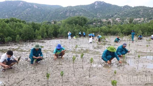 Các thành viên Tổ tình nguyện bảo vệ rừng ngập mặn thôn Mỹ Hòa; Đội tình nguyện bảo vệ rùa biển của Vườn quốc gia Núi Chúa trồng dặm những chỗ cây non chết trước đó. (Ảnh: NGUYỄN TRUNG)