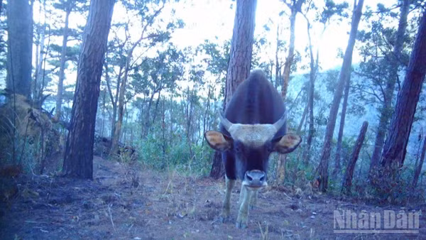 Một cá thể bò tót trưởng thành được ghi nhận thông qua hệ thống bẫy ảnh và điều tra thực địa của nhóm nghiên cứu thuộc Vườn quốc gia Phước Bình (xã Bác Ái Tây). Ảnh: đơn vị cung cấp