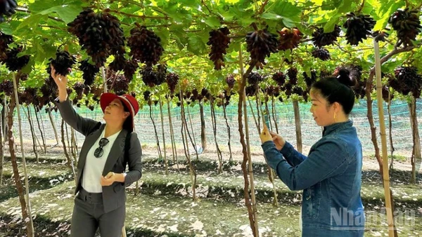 Nông dân tỉnh Khánh Hòa trồng nho đem lại lợi nhuận cao gấp 8 đến 18 lần so với trồng lúa. Nhờ đó, đời sống ngày càng khấm khá. (Ảnh: NGUYỄN TRUNG)